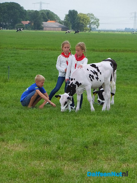 Jeugd doet mee aan kalverkeuring tijdens de Oogstdag op Kampereiland. - Foto: Ingezonden foto