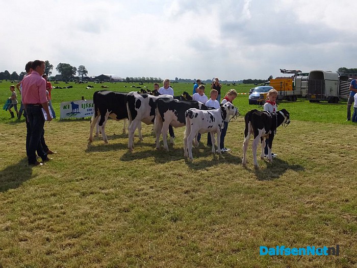 Jeugd doet mee aan kalverkeuring tijdens de Oogstdag op Kampereiland. - Foto: Ingezonden foto
