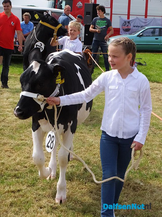 Jeugd doet mee aan kalverkeuring tijdens de Oogstdag op Kampereiland. - Foto: Ingezonden foto