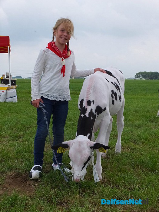 Jeugd doet mee aan kalverkeuring tijdens de Oogstdag op Kampereiland. - Foto: Ingezonden foto