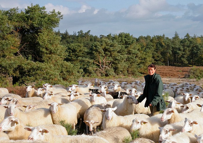 Volg de kudde - Foto: Eigen geleverde foto