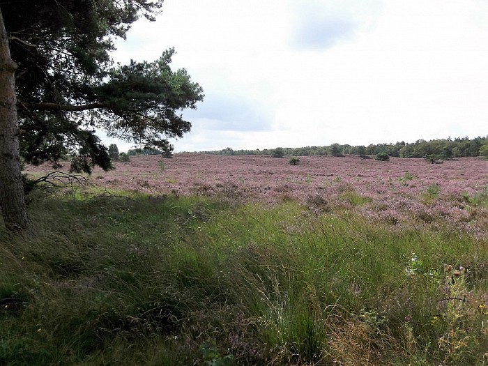 Vakantiekiekjes (12) Overijssel - Foto: Eigen geleverde foto