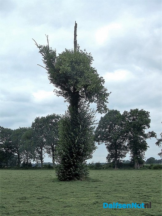 De dode boom leeft nog steeds.. al jaren - Foto: Wim