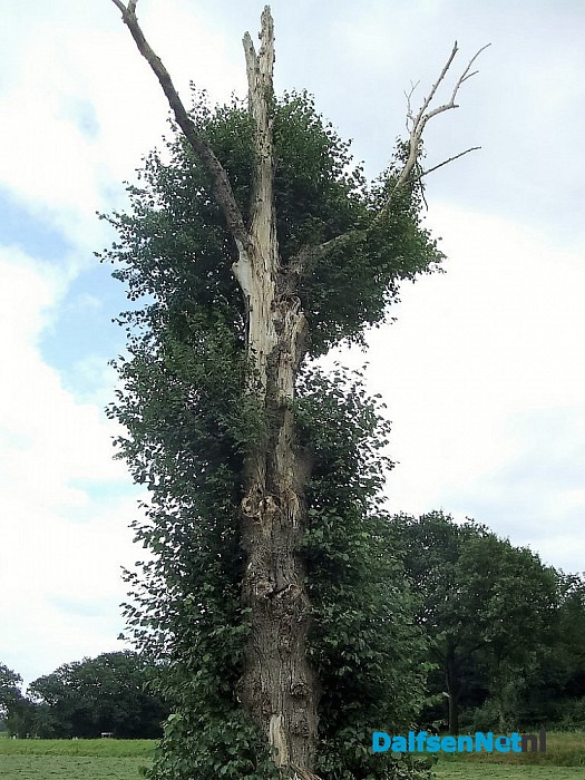 De dode boom leeft nog steeds.. al jaren - Foto: Wim
