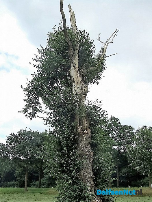 De dode boom leeft nog steeds.. al jaren - Foto: Wim
