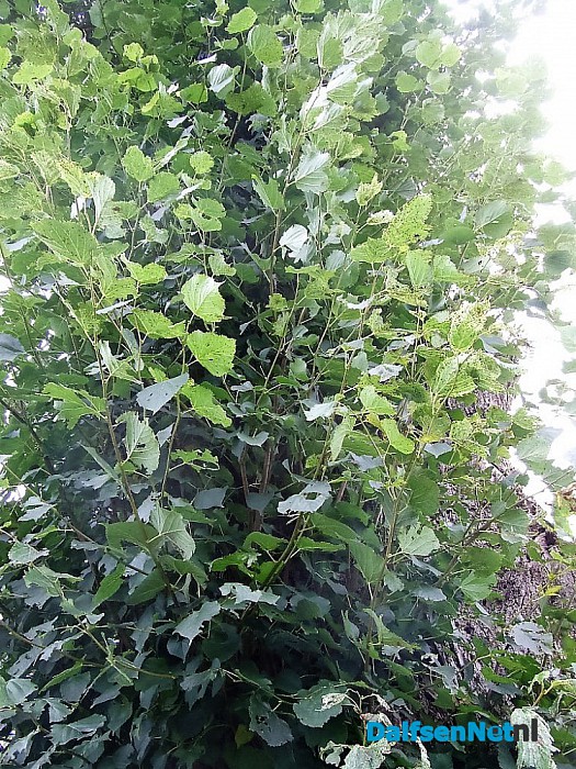 De dode boom leeft nog steeds.. al jaren - Foto: Wim