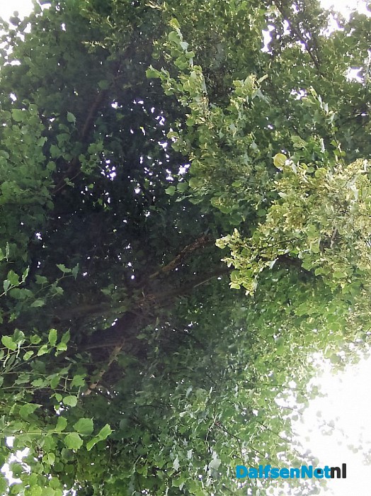 De dode boom leeft nog steeds.. al jaren - Foto: Wim