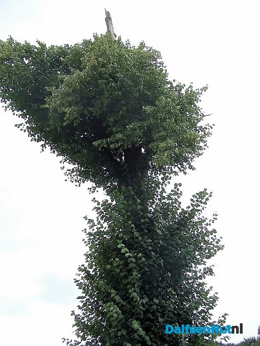 De dode boom leeft nog steeds.. al jaren - Foto: Wim
