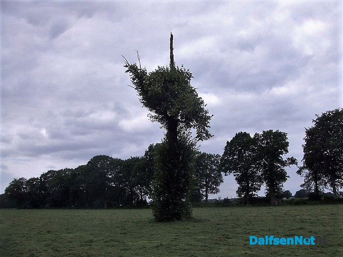 De dode boom leeft nog steeds.. al jaren - Foto: Wim