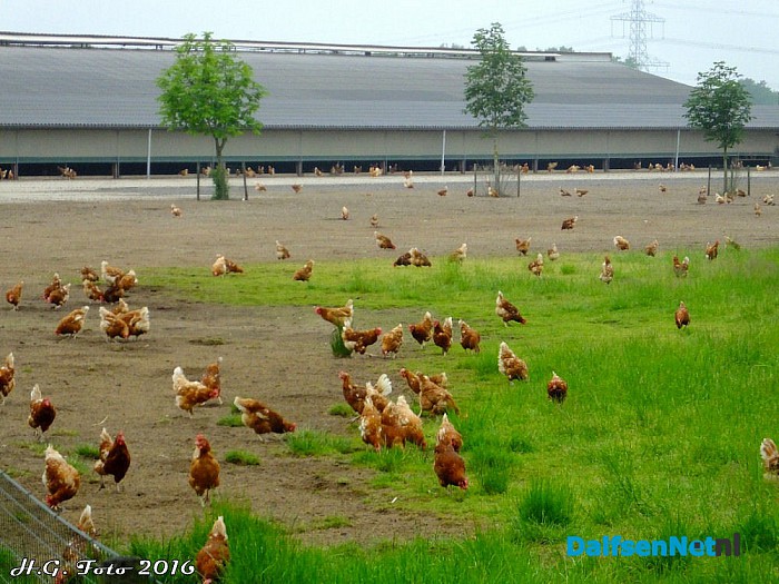 Goedkeuring megapluimveehouderij - Foto: H.G. Foto