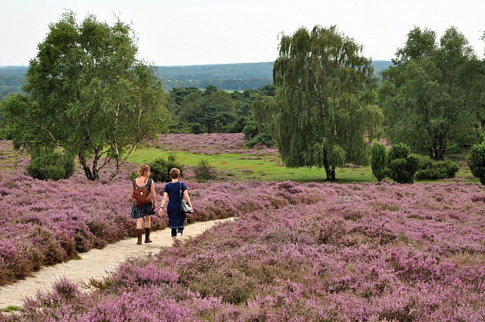 Volg de kudde - Foto: Eigen geleverde foto
