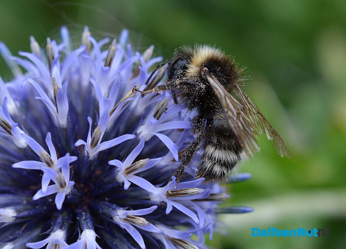 Talrijke insecten op Natuurboerderij Lindehoeve - Foto: Ingezonden foto