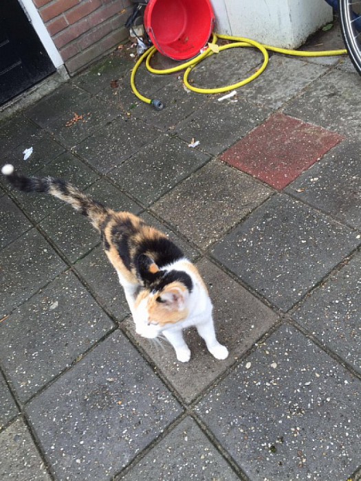 Van wie is die kat - Foto: Eigen geleverde foto