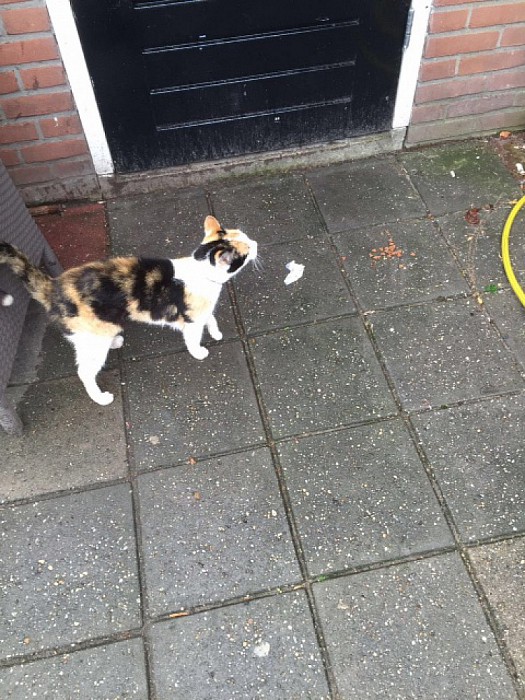 Van wie is die kat - Foto: Eigen geleverde foto