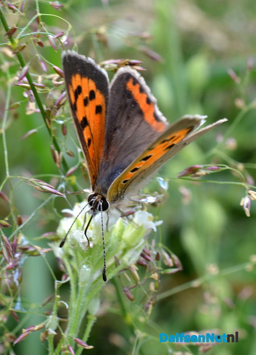 Talrijke insecten op Natuurboerderij Lindehoeve - Foto: Ingezonden foto