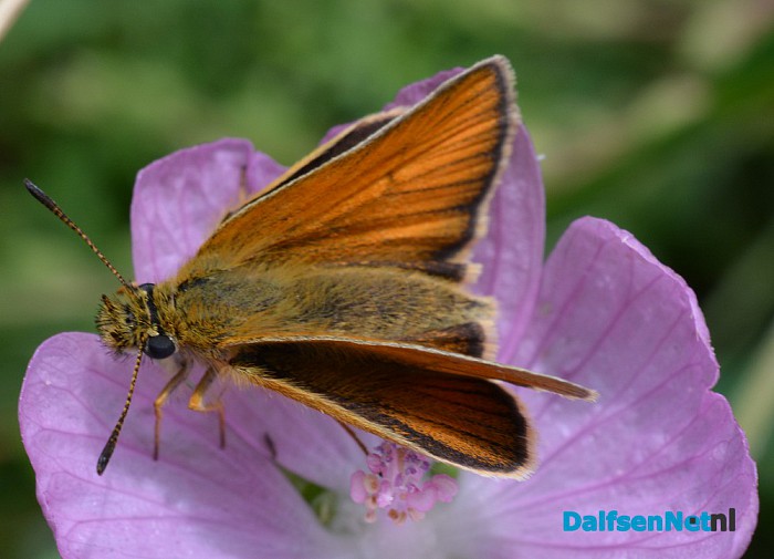 Talrijke insecten op Natuurboerderij Lindehoeve - Foto: Ingezonden foto