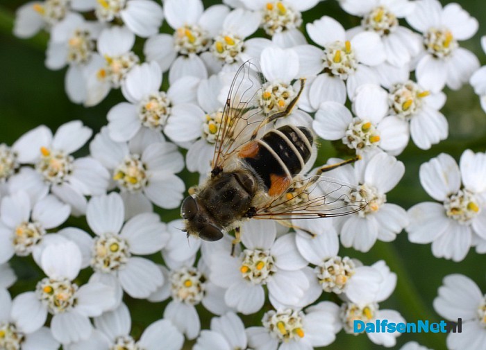 Talrijke insecten op Natuurboerderij Lindehoeve - Foto: Ingezonden foto
