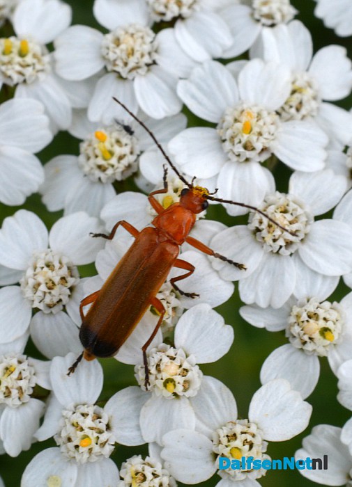 Talrijke insecten op Natuurboerderij Lindehoeve - Foto: Ingezonden foto