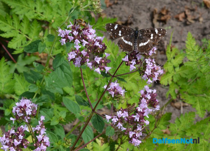 Talrijke insecten op Natuurboerderij Lindehoeve - Foto: Ingezonden foto