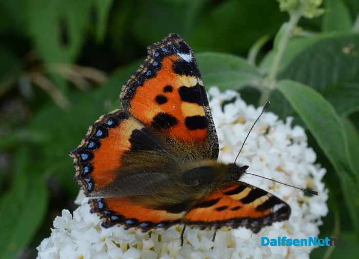 Talrijke insecten op Natuurboerderij Lindehoeve - Foto: Ingezonden foto