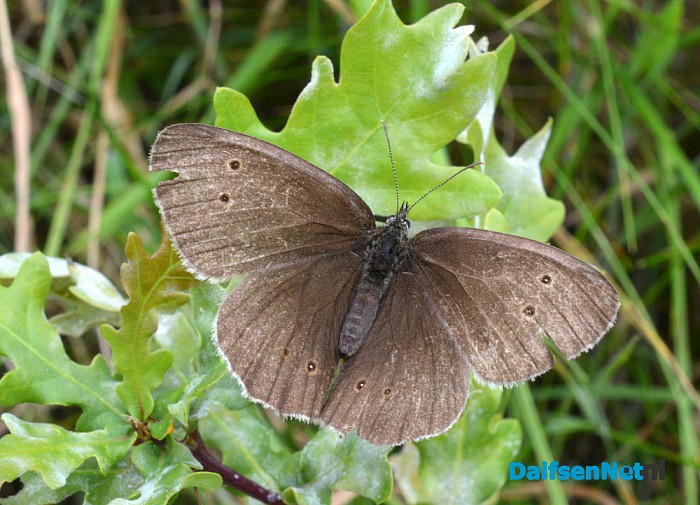 Talrijke insecten op Natuurboerderij Lindehoeve - Foto: Ingezonden foto
