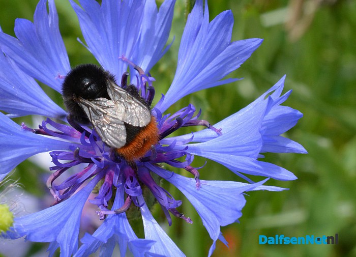 Talrijke insecten op Natuurboerderij Lindehoeve - Foto: Ingezonden foto