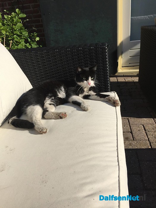 Kat vermist - Foto: Ingezonden foto
