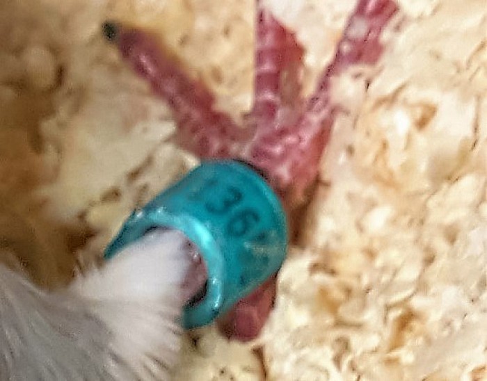 Geringde duif aan komen vliegen (update) - Foto: Eigen geleverde foto