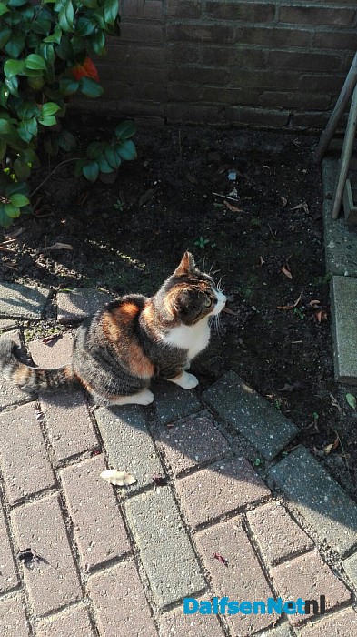 Poes aankomen lopen. - Foto: Ingezonden foto