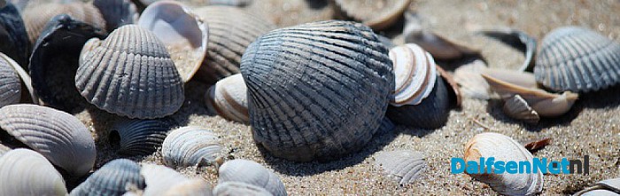 Creatief met schelpen - Foto: Ingezonden foto