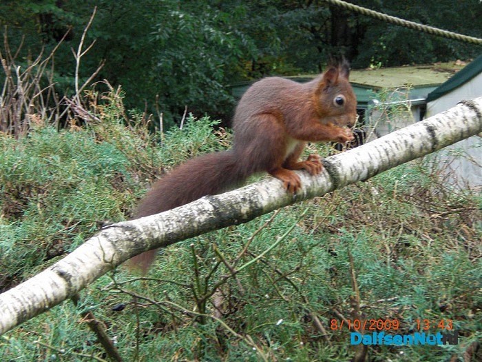 Dank van de Eekhoorns - Foto: Ingezonden foto