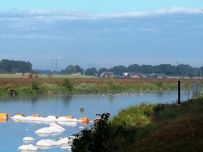 Boten uit de Vecht en ganzen er in - Foto: Eigen geleverde foto