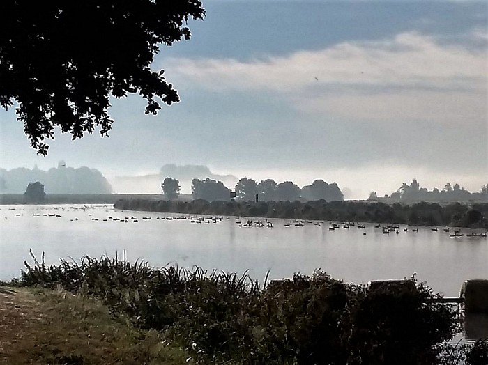 Boten uit de Vecht en ganzen er in - Foto: Eigen geleverde foto