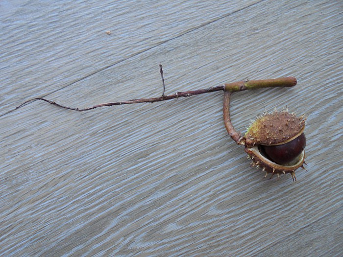 Huis-, tandarts instrument? - Foto: Eigen geleverde foto