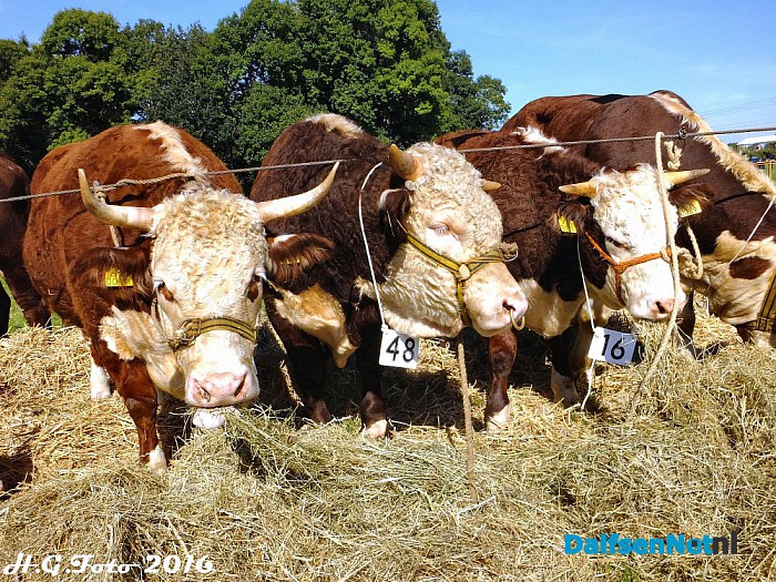 Proef Dalfsen weer enorm groot succes - Foto: H.G. Foto