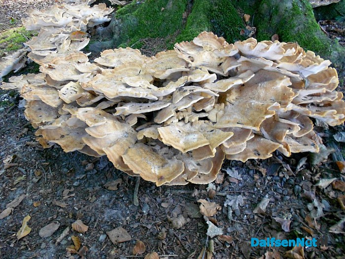 Volgens de kalender komt de herfst er aan