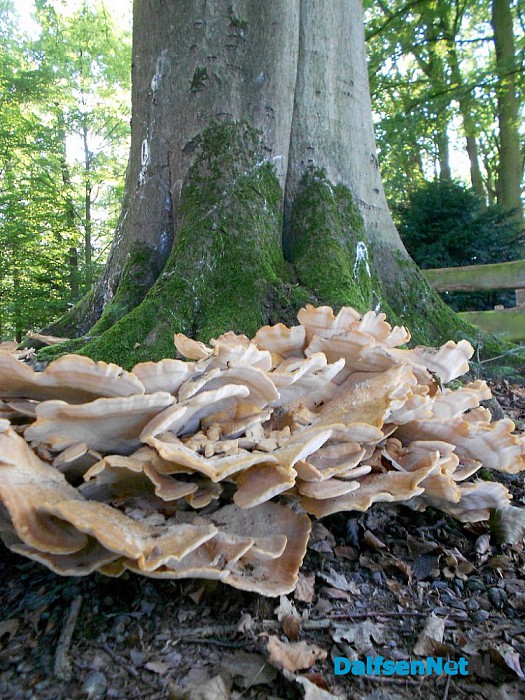 Volgens de kalender komt de herfst er aan