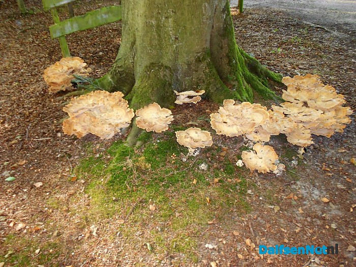 Volgens de kalender komt de herfst er aan