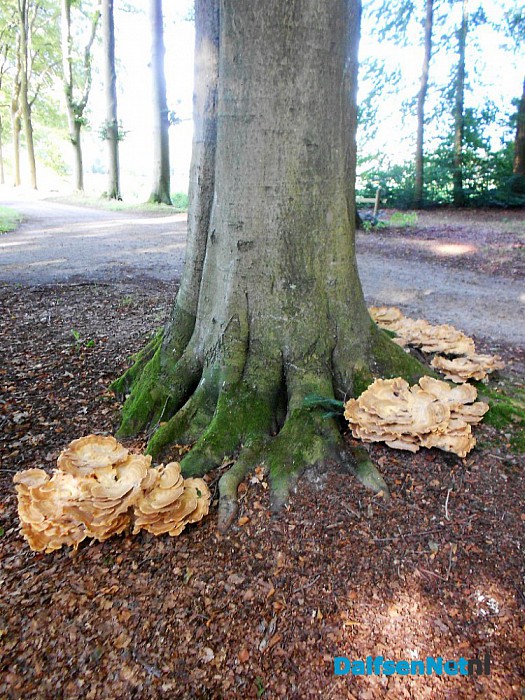 Volgens de kalender komt de herfst er aan