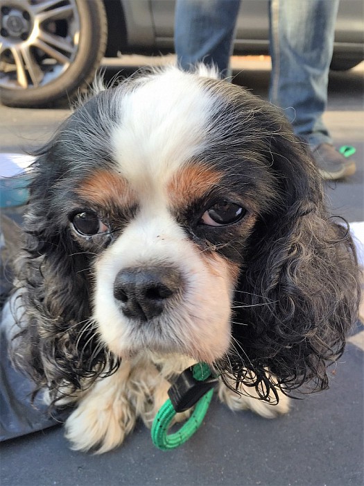 Hondje gevonden - Foto: Eigen geleverde foto