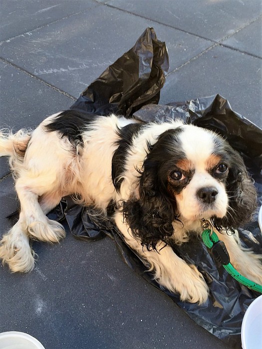 Hondje gevonden - Foto: Eigen geleverde foto