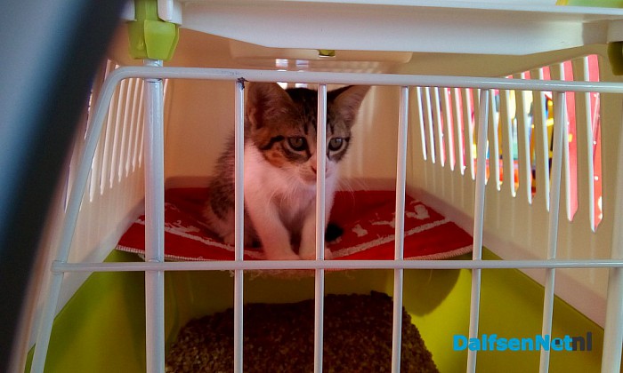 Kitten vermist - Foto: Ingezonden foto