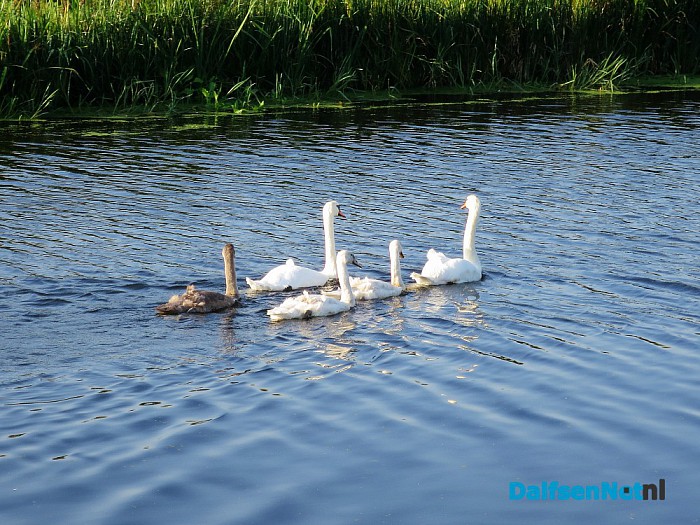 Zwanen op weg naar het grote feest - Foto: Wim