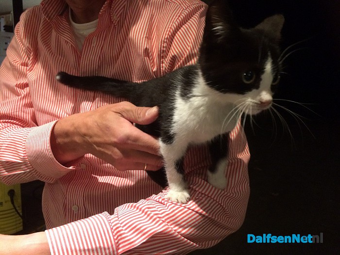 kitten aan komen lopen - Foto: Ingezonden foto