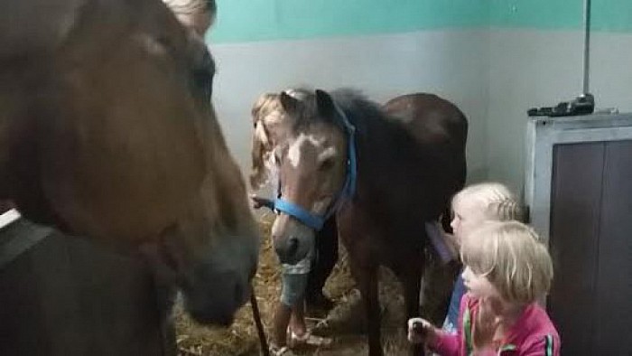 Rommelmarkt en paarden knuffelen - Foto: Eigen geleverde foto