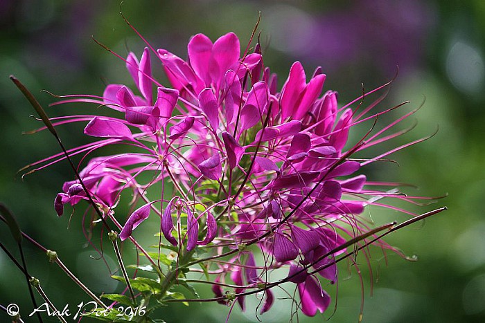 Foto van de maand van Ank voor september - Foto: Ank Pot