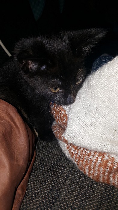 Kitten gevonden Langkamp - Foto: Eigen geleverde foto