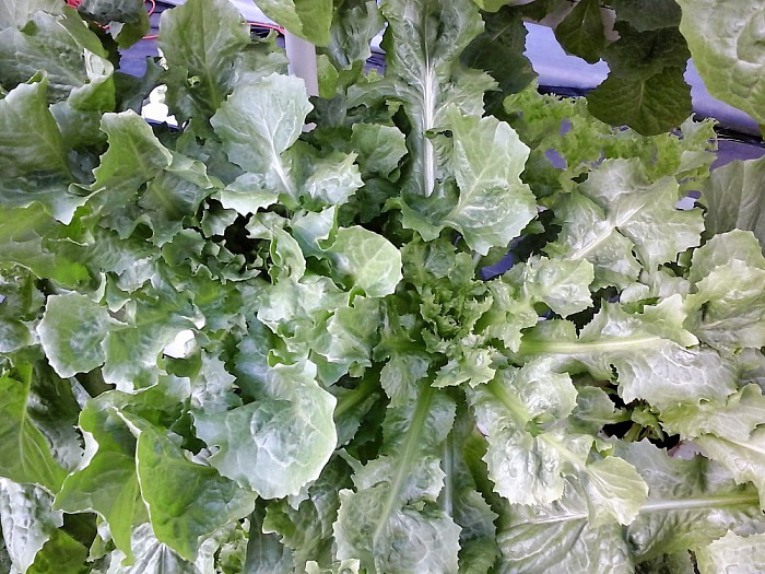 Hydroponics Nederland: Gratis Andijvie - Foto: Eigen geleverde foto