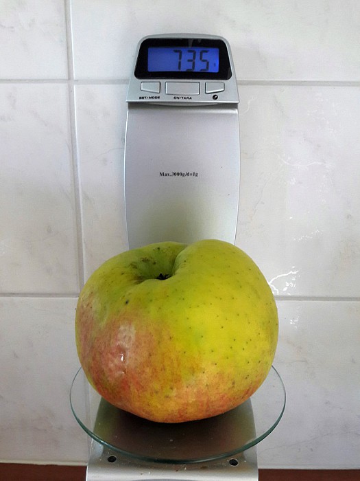 Bramley’s Seedling: reuze appel - Foto: Eigen geleverde foto