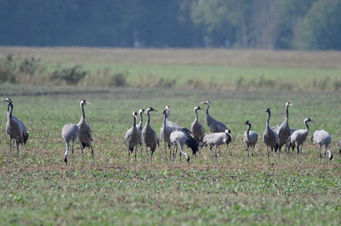 Kraanvogels - Foto: Ingezonden foto